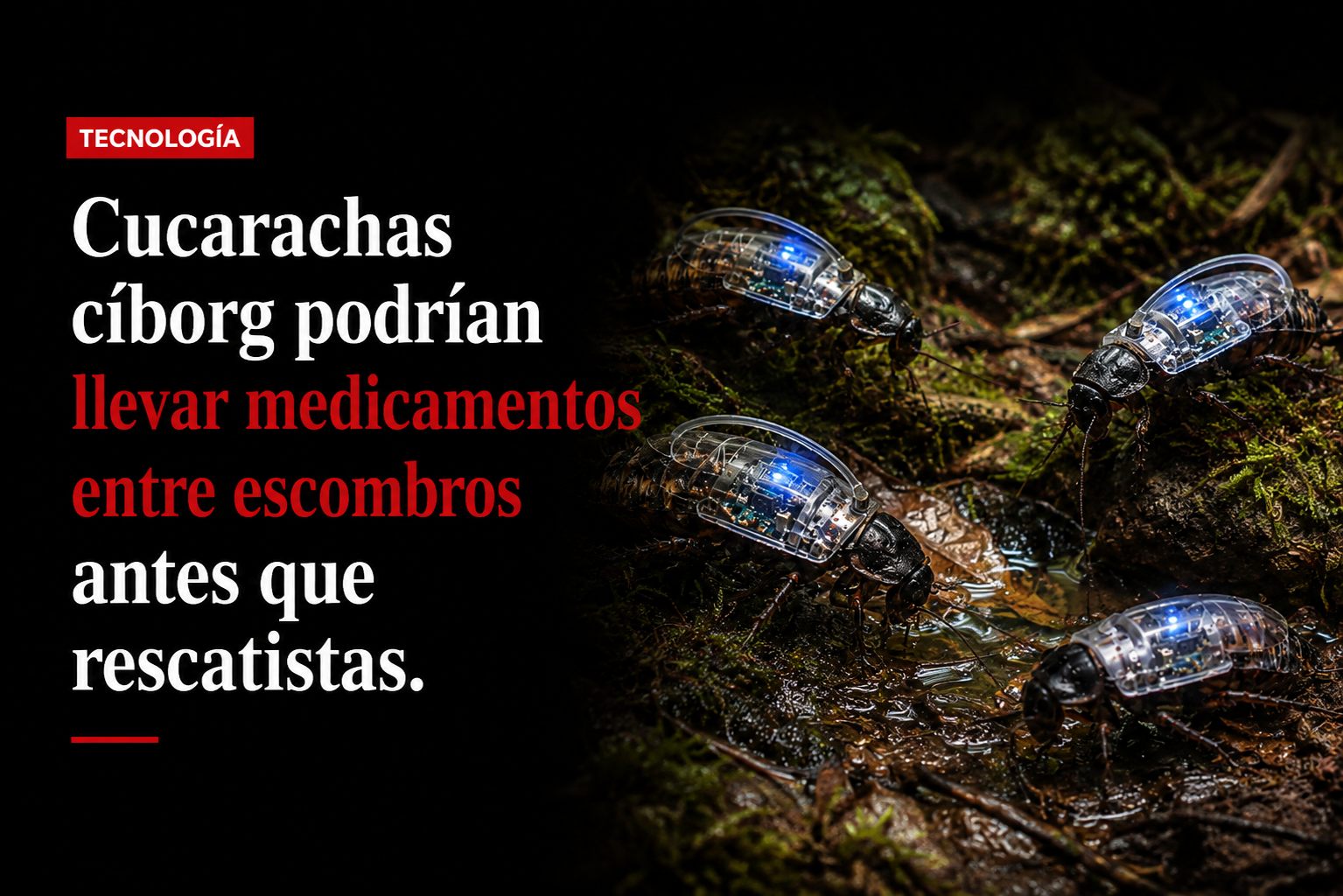 Cucarachas cíborg podrían llevar medicamentos entre escombros antes que rescatistas