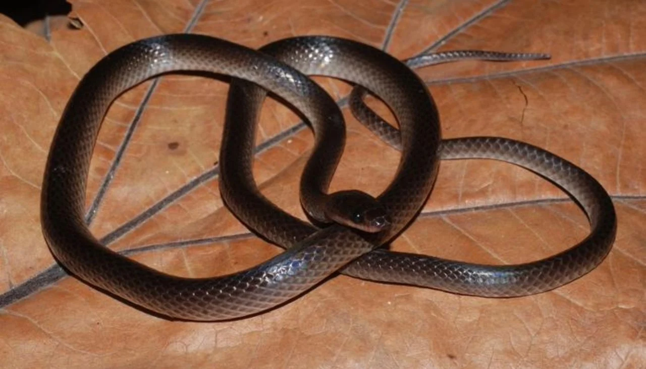 Del rock a la ciencia: una nueva serpiente lleva el nombre de Slash